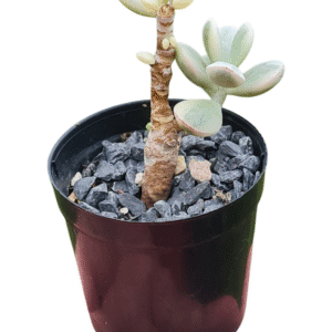 Suculenta Cotyledon Oophylla Variegata – com raízes