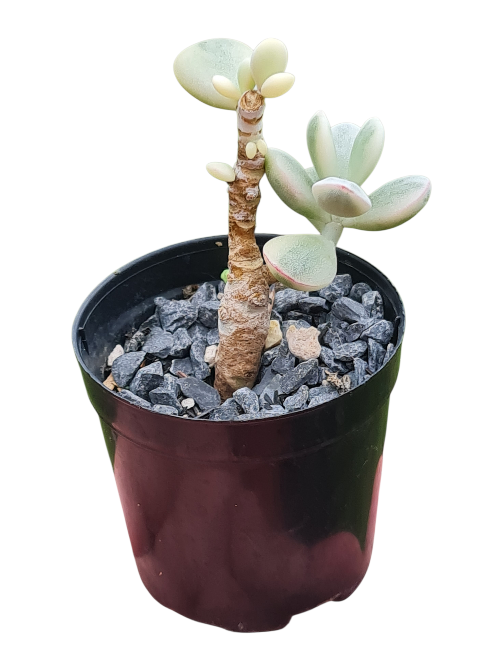 Suculenta Cotyledon Oophylla Variegata - com raízes 4 Suculenta Cotyledon Oophylla Variegata - com raízes - Imagem 2