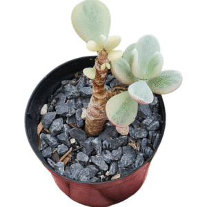 Suculenta Cotyledon Oophylla Variegata – com raízes
