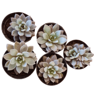 kit 5 Suculentas Echeveria Lulu Pote 6