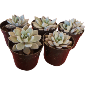 kit 5 Suculentas Echeveria Lulu Pote 6