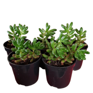 kit 5 Suculentas Sedum Rubrotinctum Pote 6