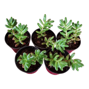 kit 5 Suculentas Sedum Rubrotinctum Pote 6