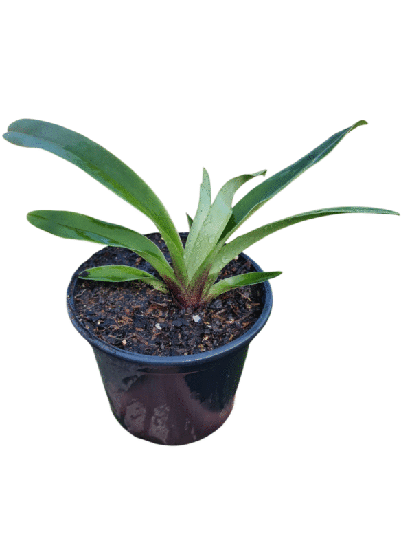 Orquídea Sapatinho - Paphiopedilum - Imagem 3