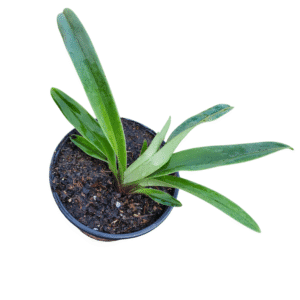 Orquídea Sapatinho – Paphiopedilum