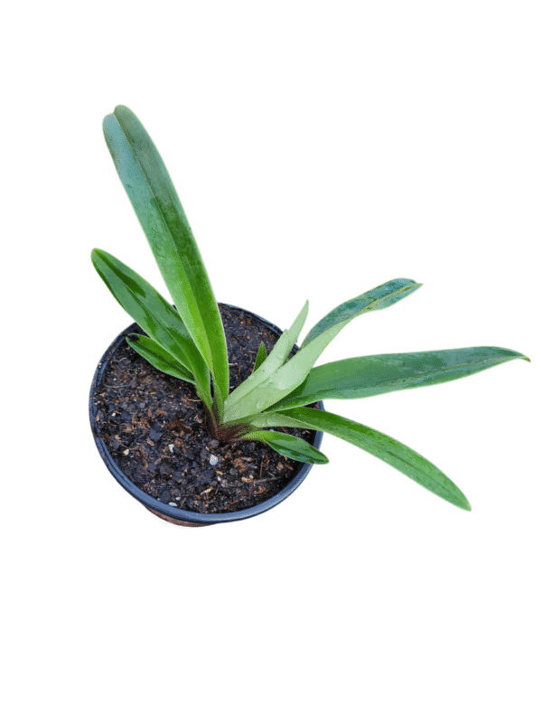 Orquídea Sapatinho - Paphiopedilum - Imagem 2
