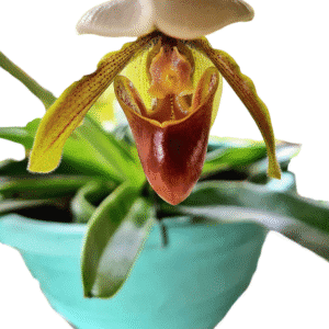 Orquídea Sapatinho – Paphiopedilum