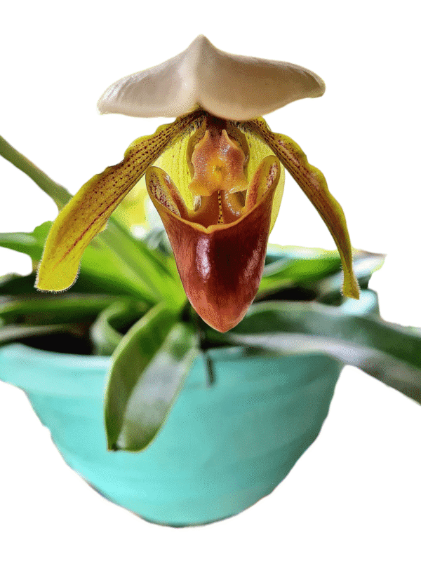 Orquídea Sapatinho - Paphiopedilum