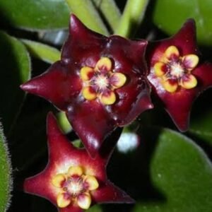 Flor de cera – Hoya Ciliata