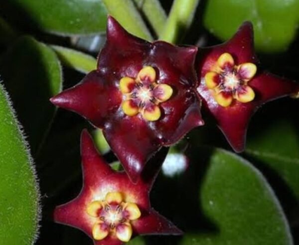 Flor de cera - Hoya Ciliata