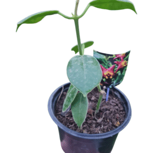 Flor de cera – Hoya Ciliata