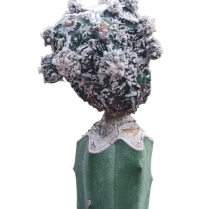 Astrophytum myriostigma cv. Haku-Jo – enxertado (vaso 11)