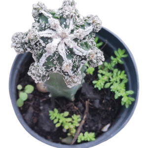 Astrophytum myriostigma cv. Haku-Jo – enxertado (vaso 11)