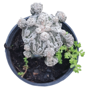 Astrophytum myriostigma cv. Haku-Jo
enxertado (vaso 11)