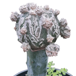 Astrophytum myriostigma cv. Haku-Jo
enxertado (vaso 11)