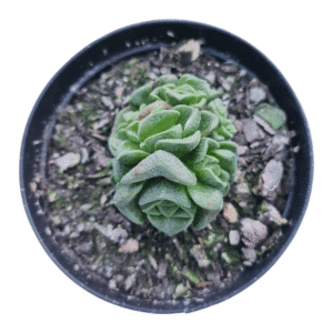 Suculenta Crassula Susannae