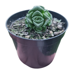 Suculenta Crassula Susannae