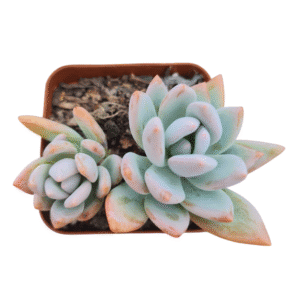 Suculenta Pachyveria Powder Puff