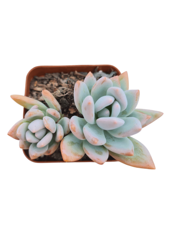 Suculenta Pachyveria Powder Puff