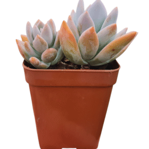 Suculenta Pachyveria Powder Puff