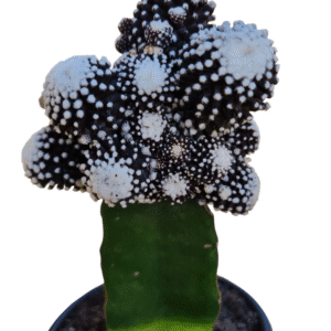 Cacto Copiapoa Tenuissima F. Monstruoso Enxertado – Pote 13