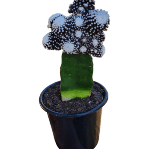 Cacto Copiapoa Tenuissima F. Monstruoso Enxertado – Pote 13