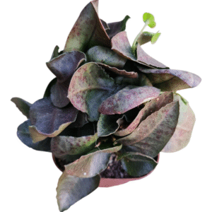 Euphorbia francoisii Bonsai – pote 13
