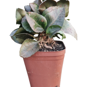 Euphorbia francoisii Bonsai – pote 13