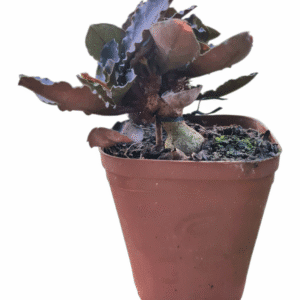 Euphorbia francoisii Bonsai – pote 13