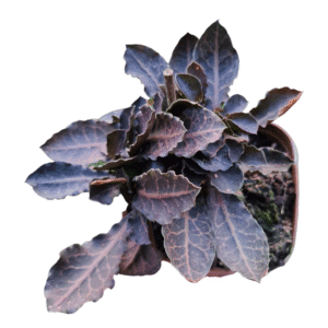 Euphorbia francoisii Bonsai – pote 13