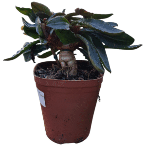Euphorbia francoisii – Bonsai Pote 13