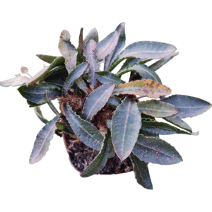 Euphorbia francoisii – Bonsai Pote 13