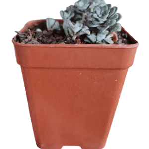 Suculenta Sedum spathulifolium purpureum – Colônia