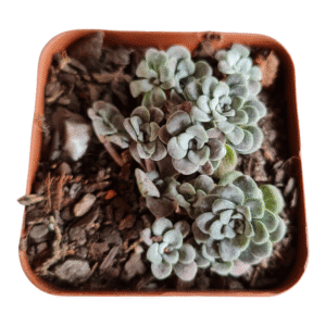 Suculenta Sedum spathulifolium purpureum – Colônia