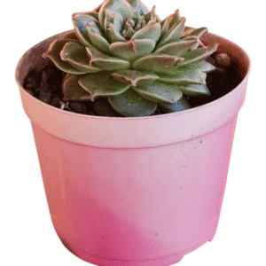 Suculenta Echeveria Sweet Flame