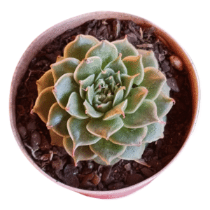 Suculenta Echeveria Sweet Flame