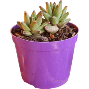 Suculenta Pachyphytum Purple Diamond – 2 rosetas