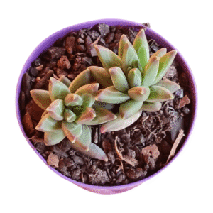 Suculenta Pachyphytum Purple Diamond – 2 rosetas