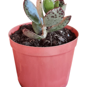 Suculenta Adromischus Strawberry Kate