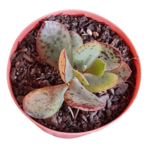 Suculenta Adromischus Strawberry Kate