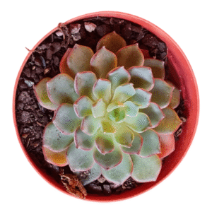 Suculenta Echeveria Timona