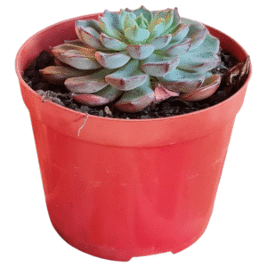Suculenta Echeveria Timona