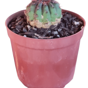 Cacto Parodia arechavaletae