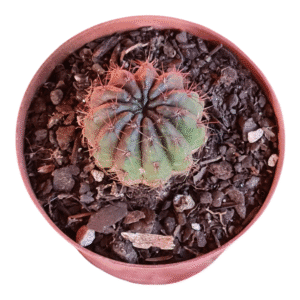 Cacto Parodia arechavaletae