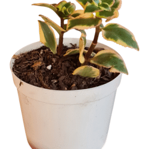 Suculenta Crassula Sarmentosa Variegata