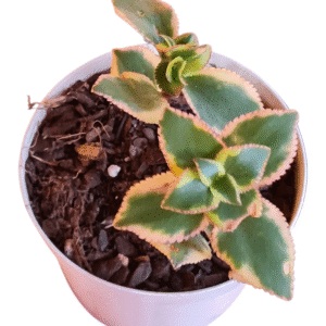 Suculenta Crassula Sarmentosa Variegata
