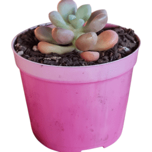 Suculenta Graptopetalum Amethystinum red