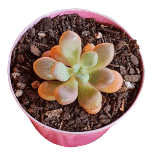 Suculenta Graptopetalum Amethystinum red