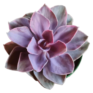 Suculenta Echeveria Rainbow Monster