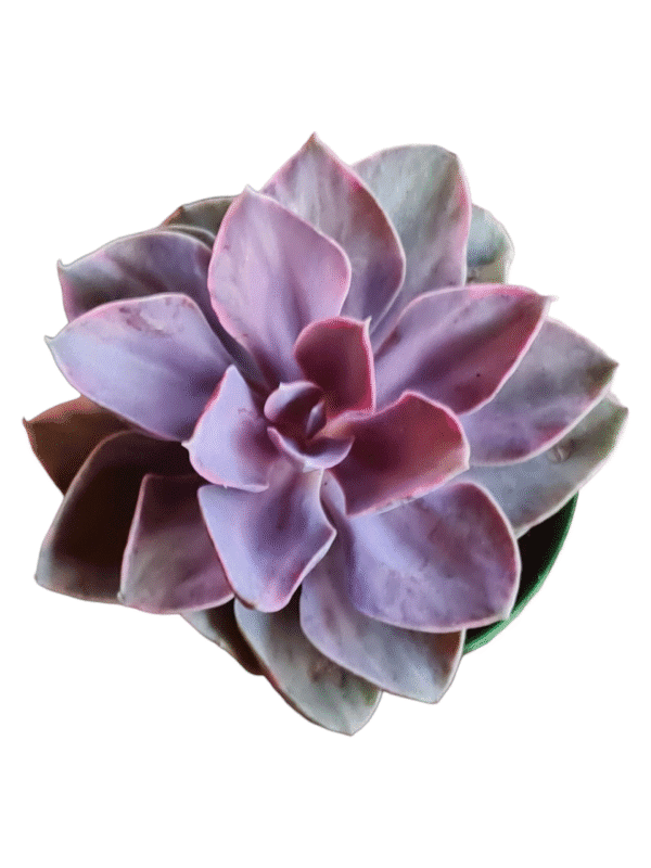 Suculenta Echeveria Rainbow Monster